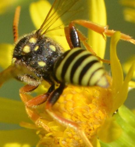 Nomada sp.